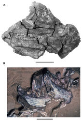 Figure 5. More recent heterodontosaurid discoveries from southern Africa. A Partial skull of Abrictosaurus consors in left lateral view (NHMUK RU B54) B Lower jaws of Pegomastax africanus gen. n. sp. n. (SAM-PK-K10488) in right ventrolateral view. Scale bars equal 2 cm in A and 1 cm in B.