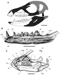 Figure 9. More recent heterodontosaurid discoveries from northern locales. A Jaws of Fruitadens haagarorum from the Upper Jurassic Morrison Formation in Colorado, USA (based on LACM 115747, 128258; reversed from Butler et al. 2010[7]) B Left dentary in lateral view of an undescribed heterodontosaurid from the Lower Jurassic Kayenta Formation of Arizona (from Sereno et al. unpublished) C Partial skull of Tianyulong confuciusi from the Yixian Formation of Liaoning Province, PRC (STMN 26-3; reversed from Zheng et al. 2009[8]). Abbreviations: a angular ad 9, 10 alveolus for dentary tooth 9, 10 adf  anterior dentary foramen antfo antorbital fossa apd articular surface for the predentary d dentary d1, 2, 8 dentary tooth 1, 2, 8 emf external mandibular fenestra en external nares j jugal l lacrimal m maxilla n nasal pd predentary pf prefrontal pm premaxilla po postorbital q quadrate qj quadratojugal sa surangular. Scale bar equals 1 cm in A and C and 5 mm in B.