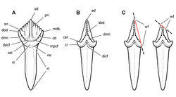 Figure 10. Cheek tooth terminology. A Postcaniniform maxillary or dentary tooth in labial or lingual view, respectively. B Postcaniniform maxillary or dentary tooth in distal view. C Pair of worn postcaniniform maxillary or dentary teeth in proximal or distal view showing low-angle (left) and high-angle (right) wear facets (red line). The angle of incidence (dashed line) of each wear facet (red line) is measured away from the vertical axis of the crown. Abbreviations: ad apical denticle cd cingular denticle cel cingular ectoloph ci cingulum dbd distal basal denticle dicf distal intercingular fossa dmri distal marginal ridge dpcf  distal paracingular fossa mbd mesial basal denticle mpcf mesial paracingular fossa ne neck pri primary ridge rt root sri secondary ridge wf wear facet.