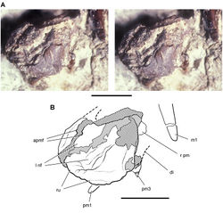 Figure 11. Premaxilla of Echinodon becklesii from the Lower Cretaceous Purbeck Formation of England. Left premaxilla in anterdorsolateral view (NHMUK 48209). Stereopair (A) and line drawing (B). Hatching indicates broken bone; dashed lines indicate estimated edges; tone indicates matrix. Scale bars equal 5 mm. Abbreviations: apmf anterior premaxillary foramen di diastema l left m1 maxillary tooth 1 nf narial fossa pm premaxilla pm1, 3 premaxillary tooth 1, 3 r right ru rugosity.