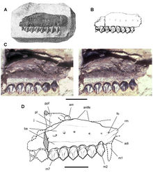 Figure 12. Maxilla of Echinodon becklesii from the Lower Cretaceous Purbeck Formation of England. Right maxilla in lateral view (NHMUK 48211). Lithograph (A) and line drawing (B) from Owen (1861)[1]. Stereopair (C) and line drawing (D). Hatching indicates broken bone; dashed lines indicate estimated edges. Scale bars equal 5 mm. Abbreviations: adi arched diastema am articular surface for the maxilla antfe antorbital fenestra be buccal emargination fo foramen j jugal m1, 2, 7 maxillary tooth 1, 2, 7 pl  palatine ppf postpalatine foramen rm rim.