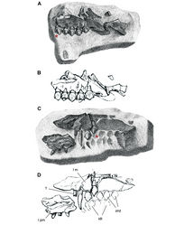 Figure 13. Maxilla of Echinodon becklesii from the Lower Cretaceous Purbeck Formation of England. Part (NHMUK 48210) and counterpart (NHMUK 48209) of a block preserving portions of the snout of a skull. A, B Part preserving the posterior portion of the left maxilla and portions of the left lacrimal, jugal and ectopterygoid in medial view (NHMUK 48210; reversed from Owen 1861[1]). C, D Counterpart preserving portions of the right and left premaxillae and the anterior portion of the left maxilla in lateral view (NHMUK 48209; from Owen 1861[1]). A red asterisk marks a crown on the part (A) and its impression on the counterpart (C). Abbreviations: idt impressions of dentary teeth imt impressions of maxillary teeth l left m maxilla pm premaxilla.