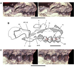 Figure 14. Partial skull of Echinodon becklesii from the Lower Cretaceous Purbeck Formation of England. Left maxilla and portions of the lacrimal, jugal and ectopterygoid in medial view (NHMUK 48210). Stereopairs of bones (A), line drawing of bones (B), and stereopairs of teeth (C). Hatching indicates broken bone; dashed lines indicate estimated edges; grey tone indicate matrix; pink tone indicates wear facets. Scale bar equals 1 cm in A and 5 mm in B and C. Abbreviations: aec articular surface for the ectopterygoid aj articular surface for the jugal am articular surface for the maxilla am9 alveolus for maxillary tooth 9 ec ectopterygoid j jugal l lacrimal m maxilla m4 maxillary tooth 4 rc replacement crown.