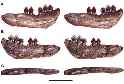 Figure 15. Dentary of Echinodon becklesii from the Lower Cretaceous Purbeck Formation of England. Stereopairs of left dentary (NHMUK 48215b) in lateral (A), medial (B), and dorsal (C) views. Scale bar equals 1 cm.