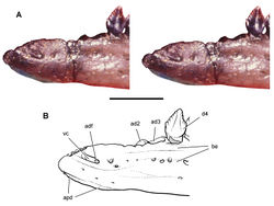 Figure 17. Dentary end of Echinodon becklesii from the Lower Cretaceous Purbeck Formation of England. Anterior end of the left dentary in lateral view (NHMUK 48215b). Stereopair (A) and line drawing (B). Scale bar equals 5 mm. Hatching indicates broken bone; dashed lines indicate estimated edges; tone indicates matrix. Abbreviations: ad2, 3 alveolus for dentary tooth 2, 3 adf anterior dentary foramen apd articular surface for the predentary be buccal emargination d4dentary tooth 4 vc vascular canal.