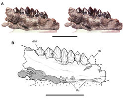 Figure 18. Dentary of Echinodon becklesii from the Lower Cretaceous Purbeck Formation of England. Portion of the left dentary (NHMUK 48213) in medial view. Stereopair (A) and line drawing (B). Hatching indicates broken bone; dashed lines indicate estimated edges; tone indicates matrix; hash marks indicate carbowax support. Scale bars equal 1 cm. Abbreviations: d3, 10 dentary tooth 3, 10 Mc Meckel’s canal.