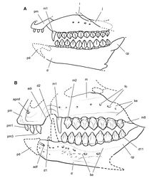 Figure 19. Skull of Echinodon becklesii from the Lower Cretaceous Purbeck Formation of England. Skull reconstructions in left lateral view. A From Galton (1978)[3]. B This study. Dashed lines indicate estimated edges and sutures. Abbreviations: adf anterior dentary foramen adi arched diastema apmf anterior premaxillary foramen be buccal emargination cp coronoid process d dentary d1, 2, 11 dentary tooth 1, 2, 11 fo foramen j jugal l lacrimal m maxilla m1, 2, 8 maxillary tooth 1, 2, 8 pd predentary pm premaxilla pm1, 3 premaxillary tooth 1, 3.