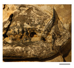 Figure 22. Anterior portion of skull of the heterodontosaurid Tianyulong confuciusi from the Lower Cretaceous Jehol Group of China. Snout in right lateral view (IVPP V17090). Scale bar equals 5 mm.