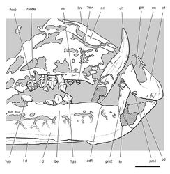 Figure 23. Anterior portion of skull of the heterodontosaurid Tianyulong confuciusi from the Lower Cretaceous Jehol Group of China. Snout in right lateral view (IVPP V17090). Hatching indicates broken bone; dashed lines indicate estimated edges; tone indicates matrix. Scale bar equals 5 mm. Abbreviations: ad1 alveolus of dentary tooth 1 antfe antorbital fenestra be buccal emargination d dentary d1, 5, 9 dentary tooth 1, 5, 9 en external naris fo foramen l left m maxilla m4, 9 maxillary tooth 4, 9 n nasal nf narial fossa pd predentary pm premaxilla pm1, 2 premaxillary tooth 1, 2 r right.