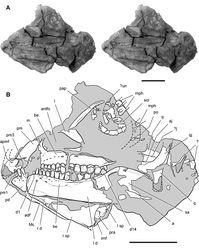 Figure 31. Skull of Abrictosaurus consors from the Lower Jurassic Upper Elliot Formation of South Africa. Stereopair (A) and line drawing (B) of skull in left lateral view (NHMUK RU B54). Hatching indicates broken bone; dashed lines indicate estimated edges; tone indicates matrix. Scale bars equal 2 cm. Abbreviations: a angular adf anterior dentary foramen aj articular scar for the jugal antfo antorbital fossa apmf anterior premaxillary foramen be buccal emargination d dentary d1, d14 dentary tooth 1, 14 imf internal mandibular fenestra j jugal l lacrimal or left m maxilla Mc Meckel’s canal mph manual phalanges pap palpebral pd predentary pm premaxilla pm1, 3 premaxillary tooth 1, 3 po postorbital pra  prearticular q quadrate qj quadratojugal r right sa surangular scr scleral ring sp splenial un ungual.