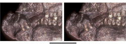 Figure 32. Snout of Abrictosaurus consors from the Lower Jurassic Upper Elliot Formation of South Africa. Stereopair of anterior end of skull in left lateral view (NHMUK RU B54). Scale bar equals 5 mm.