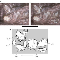 Figure 33. Maxillary teeth of Abrictosaurus consors from the Lower Jurassic Upper Elliot Formation of South Africa. Stereopair (A) and line drawing (B) of replacing crown medial to posterior right maxillary tooth in medial (lingual) view (NHMUK RU B54). Hatching indicates broken bone; dashed lines indicate estimated edges; tone indicates matrix. Scale bar in A equals 5 mm; scale bar in B equals 3 mm. Abbreviations: m11-14 maxillary tooth 11–14 rc replacement crown.