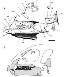 Figure 34. Skull of Abrictosaurus consors from the Lower Jurassic Upper Elliot Formation of South Africa. A Skull bones of NHMUK RU B54 in left lateral view as initially identified (from Thulborn 1974[1]). B Diagrammatic skull reconstruction in left lateral view based on NHMUK RU B54 (from Norman et al. 2011[5]). Scale bar equals 1 cm in A. Abbreviations: a angular adi arched diastema antfo antorbital fossa d dentary en external nares j jugal l lacrimal or left m maxilla or orbit pap palpebral pd predentary pf prefrontal pm premaxilla q quadrate qj quadratojugal r right sa surangular scr scleral ring.