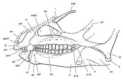 Figure 35. Skull of Abrictosaurus consors from the Lower Jurassic Upper Elliot Formation of South Africa. Skull reconstruction in left lateral view based on NHMUK RU B54. Dashed lines indicate estimated edges and sutures. Abbreviations: a angular adf anterior dentary foramen antfo antorbital fossa apd articular surface for the predentary apmf anterior premaxillary foramen be buccal emargination d  dentary d1, d14 dentary tooth 1, 14 de dentary expansion en external nares j jugal l lacrimal m maxilla m14  maxillary tooth 14 nf narial fossa pap palpebral pd predentary pm premaxilla pm1 premaxillary tooth 1 po postorbital q quadrate qj quadratojugal sa surangular.