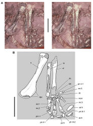 Figure 36. Forelimb of Abrictosaurus consors from the Lower Jurassic Upper Elliot Formation of South Africa. Stereopair (A) and line drawing (B) of the right forelimb in anterior and ventral views (NHMUK RU B54). Hatching indicates broken bone; dashed lines indicate estimated edges; tone indicates matrix. Scale bars equal 2 cm in A and B. Abbreviations: dc distal carpal dpc deltopectoral crest fr fragment h humerus mc1-5 metacarpals 1-5 ph I-1 phalanx 1 of manual digit I ph II-1 phalanx 1 of manual digit II ph  III-1 phalanx 1 of manual digit III ph III-2 phalanx 2 of manual digit III ph V-1 phalanx 1 of manual digit V po postorbital ra radius sk skull ul ulna ule ulnare.