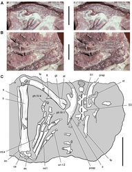 Figure 37. Ilium and hindlimb of Abrictosaurus consors from the Lower Jurassic Upper Elliot Formation of South Africa. Stereopairs of the left ilium in lateral view (A) and left pes in dorsal view (B) and line drawing of the sacrum, ilia and left hindlimb mostly in dorsal view (C) (NHMUK RU B54). Hatching indicates broken bone; dashed lines indicate estimated edges; tone indicates matrix. Scale bars equal 2 cm in A and B, 4 cm in C. Abbreviations: I, III, IV digits I, III, IV as astragalus at anterior trochanter ca calcaneum fe femur fi fibula ft fourth trochanter gt greater trochanter il ilium lm lateral malleolus mt1, 4 metatarsals 1, 4 ot ossified tendon ph phalanx poap postacetabular process prap preacetabular process S1, 3 sacral vertebra 1, 3 ti tibia un ungual.