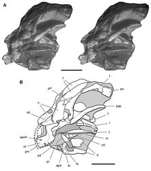 Figure 38. Snout of the heterodontosaurid Heterodontosaurus tucki from from the Lower Jurassic Upper Elliot and Clarens formations of South Africa. Anterior one-half of a juvenile skull (SAM-PK-K10487). Stereopair (A) and line drawing (B) in anterolateral view. Hatching indicates broken bone; dashed lines indicate estimated edges; tone indicates matrix. Scale bars equal 1 cm in A and B. Abbreviations: apd articular surface for predentary apmf anterior premaxillary foramen d dentary d1 dentary tooth 1 f frontal fo foramen j jugal l lacrimal m maxilla mt maxillary teeth n nasal nd nasal depression nf narial fossa pap  palpebral pd predentary pm premaxilla po postorbital prf prefrontal.