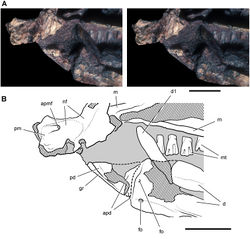 Figure 39. Snout end of Heterodontosaurus tucki from from the Lower Jurassic Upper Elliot and Clarens formations of South Africa. Close-up view of the anterior end of a juvenile skull (SAM-PK-K10487). Stereopair (A) and line drawing (B) in left lateral view. Hatching indicates broken bone; dashed lines indicate estimated edges; tone indicates matrix. Scale bars equal 5 mm in A and B. Abbreviations: apd articular surface for the predentary apmf anterior premaxillary foramen d dentary d1 dentary tooth 1 fo, foramen gr groove m maxilla mt maxillary teeth nf narial fossa pd predentary pm premaxilla.