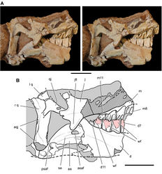 Figure 40. Posterior end of the skull of Heterodontosaurus tucki from from the Lower Jurassic Upper Elliot and Clarens formations of South Africa. Posterior portion of a juvenile skull (AMNH 24000). Stereopair (A) and line drawing (B) in right lateral view. Hatching indicates broken bone; dashed lines indicate estimated edges; grey tone indicates matrix; pink tone indicates wear facets. Scale bars equal 1 cm in A and B. Abbreviations: aa articular surface for angular aqj articular surface for quadratojugal asaf  anterior surangular foramen d dentary d7, 11 dentary tooth 7, 11 j jugal jfl jugal flange l left m maxilla m8, 11  maxillary tooth 8, 11 psaf posterior surangular foramen q quadrate qj quadratojugal r right sa surangular wf wear facet.