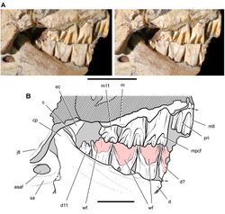 Figure 41. Posterior dentition of Heterodontosaurus tucki from from the Lower Jurassic Upper Elliot and Clarens formations of South Africa. Tooth wear and replacement in posterior maxillary and dentary teeth of a juvenile skull (AMNH 24000). Stereopair (A) and line drawing (B) in right lateral view. Hatching indicates broken bone; dashed lines indicate estimated edges; grey tone indicates matrix; pink tone indicates wear facets. Scale bars equal 2 cm in A and 1 cm in B. Abbreviations: asaf anterior surangular foramen c coronoid cp coronoid process d dentary d7, 11 dentary tooth 7, 11 ec ectopterygoid jfl jugal flange m maxilla m8, 11 maxillary tooth 8, 11 mpcf mesial paracingular fossa pri primary ridge sa surangular wf wear facet.