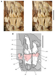 Figure 42. Posterior dentition of Heterodontosaurus tucki from the Lower Jurassic Upper Elliot and Clarens formations of South Africa. Tooth wear and replacement in posterior maxillary and dentary teeth in a juvenile skull (AMNH 24000). Stereopair (A) and line drawing (B) in left lateral view. Hatching indicates broken bone; grey tone indicates matrix; pink tone indicates wear facets. Scale bars equal 5 mm in A and B. Abbreviations: d dentary d8-10 dentary tooth 8–10 m maxilla m10, 11 maxillary tooth 10, 11 pc pulp cavity pri primary ridge ri ridge wf wear facet.