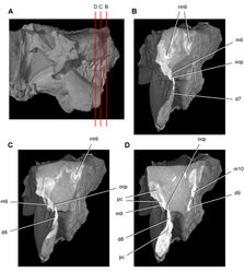 Figure 43. Tooth structure, occlusion, and replacement in Heterodontosaurus tucki from the Lower Jurassic Elliot and Clarens Formations of South Africa. Successive coronal computed-tomographic sections in cutaway view of a subadult skull (AMNH 24000). A Posterior portion of skull in right lateral view showing the location of coronal cross-sections B Cross-section through maxillary tooth 9 and dentary tooth 7 C, D Cross-sections through maxillary tooth 9 and dentary tooth 8. Abbreviations: d7-9 dentary teeth 7-9 m9, 10 maxillary tooth 9, 10 ocp occlusal plane pc pulp cavity rm9 replacement maxillary tooth 9.