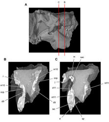 Figure 44. Tooth structure, occlusion, and replacement in Heterodontosaurus tucki from the Lower Jurassic Elliot and Clarens Formations of South Africa.Successive coronal computed-tomographic sections in cutaway view of a subadult skull (AMNH 24000). A Posterior portion of skull in right lateral view showing the location of coronal cross-sections B Cross-section through maxillary tooth 10 and dentary tooth 9 C Cross-section through dentary tooth 11. Abbreviations: d dentary d9, 11 dentary tooth 9, 11 iac inferior alveolar canal j jugal m maxilla m10 maxillary tooth 10 ocp occlusal plane r replacement tooth rd11 replacement dentary tooth 11 sac superior alveolar canal sp splenial.