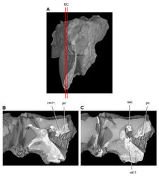 Figure 45. Tooth structure, occlusion, and replacement in Heterodontosaurus tucki from the Lower Jurassic Elliot and Clarens Formations of South Africa.Successive sagittal computed-tomographic sections in cutaway view of a subadult skull (AMNH 24000). A Posterior portion of skull in anterior view showing the location of sagittal cross-sections B, C Cross-sections in right lateral view through right maxillary and dentary rami. Abbreviations: pc pulp cavity rd11 replacement dentary tooth 11 rm11 replacement maxillary tooth 11 sac superior alveolar canal.