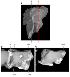 Figure 46. Tooth structure, occlusion, and replacement in Heterodontosaurus tucki from the Lower Jurassic Elliot and Clarens Formations of South Africa. Successive sagittal computed-tomographic sections in cutaway view of a subadult skull (AMNH 24000). A Posterior portion of skull in anterior view showing the location of sagittal cross-sections B Cross-section in right lateral view through right maxillary and dentary rami C Cross-section in right lateral view through left maxillary and dentary rami. Abbreviations: psaf posterior surangular foramen q quadrate qj quadratojugal rd8 replacement dentary tooth 8 rm9, 10 replacement maxillary teeth 9, 10.