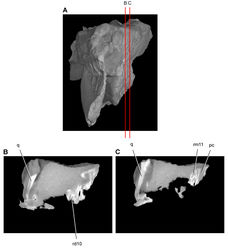 Figure 47. Tooth structure, occlusion, and replacement in Heterodontosaurus tucki from the Lower Jurassic Elliot and Clarens Formations of South Africa. Successive sagittal computed-tomographic sections in cutaway view of a subadult skull (AMNH 24000). A Posterior portion of skull in anterior view showing the location of sagittal cross-sections B, C Cross-sections in right lateral view through left maxillary and dentary rami. Abbreviations: pc pulp cavity q quadrate rd10 replacement dentary tooth 10 rm11 replacement maxillary tooth 11.