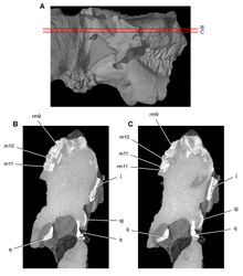 Figure 48. Tooth structure, occlusion, and replacement in Heterodontosaurus tucki from the Lower Jurassic Elliot and Clarens Formations of South Africa.Successive horizontal computed-tomographic sections in cutaway view of a subadult skull (AMNH 24000). A Posterior portion of skull in right lateral view showing the location of horizontal cross-sections B, C Cross-sections (anterior toward top of page) through the maxilla. Abbreviations: j jugal m10, 11 maxillary tooth 10, 11 q quadrate qj quadratojugal rm9, 11 replacement maxillary tooth 9, 11.