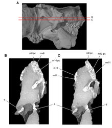 Figure 49. Tooth structure, occlusion, and replacement in Heterodontosaurus tucki from the Lower Jurassic Elliot and Clarens Formations of South Africa. Successive horizontal computed-tomographic sections in cutaway view of a subadult skull (AMNH 24000). A Posterior portion of skull in right lateral view showing the location of horizontal cross-sections B Cross-section (anterior toward top of page) through the maxilla C Cross-section (anterior toward top of page) through occluding portions of maxillary tooth rows.Abbreviations: m8, 10, 11 maxillary tooth 8, 10, 11 pc pulp cavity q quadrate rm9, 11 replacement maxillary tooth 9, 11.