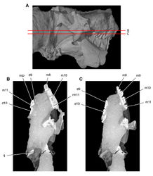 Figure 50. Tooth structure, occlusion, and replacement in Heterodontosaurus tucki from the Lower Jurassic Elliot and Clarens Formations of South Africa.Successive horizontal computed-tomographic sections in cutaway view of a subadult skull (AMNH 24000). A Posterior portion of skull in right lateral view showing the location of horizontal cross-sections B, C Cross-sections (anterior toward top of page) through occluding portions of maxillary and dentary tooth rows.Abbreviations: d9, 10, dentary tooth 9, 10 m8-11 maxillary teeth 8-11 ocp occlusal plane q quadrate rm11 replacement maxillary tooth 11.