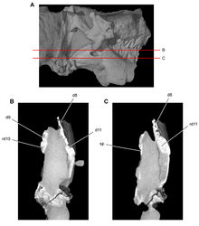 Figure 52. Tooth structure, occlusion, and replacement in Heterodontosaurus tucki from the Lower Jurassic Elliot and Clarens Formations of South Africa. Successive horizontal computed-tomographic sections in cutaway view of a subadult skull (AMNH 24000). A Posterior portion of skull in right lateral view showing the location of horizontal cross-sections B, C Cross-sections (anterior toward top of page) through the dentary. Abbreviations: d8, 9, 11 dentary tooth 8, 9, 11 rd10, 11 replacement dentary tooth 10, 11 sp splenial.