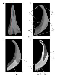 Figure 53. Tooth structure in Ouranosaurus nigeriensis from the mid-Cretaceous Elrhaz Formation of Niger. Successive coronal computed-tomographic sections in cutaway view of a worn maxillary tooth showing internal structure (MNBH GAD28) A Maxillary tooth in labial view showing the location of coronal cross-sections B Maxillary tooth in distal view showing the division between crown and root and the fossa for an adjacent replacement tooth C Section through mesial portion of crown D Section through mid section of crown. Abbreviations: cpc collapsed pulp cavity cr crown den dentine dent denticle e enamel es erosional surface frt fossa for replacement tooth pc pulp cavity pri primary ridge rt root wf wear facet.