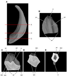 Figure 54. Tooth structure in Ouranosaurus nigeriensis from the mid-Cretaceous Elrhaz Formation of Niger. Successive horizontal computed-tomographic sections in cutaway view of a worn maxillary tooth showing internal structure (MNBH GAD28) A Maxillary tooth in distal view showing the location of horizontal cross-sections B Maxillary tooth in apical view (labial toward top of page) C Cross-section (labial toward top of page) through mid crown D Cross-section (labial toward top of page) through base of the crown E Cross-section (labial toward top of page) through proximal portion of the root. Abbreviations: cpc collapsed pulp cavity den dentine e enamel pc pulp cavity pri primary ridge rt root sri secondary ridge wf wear facet.