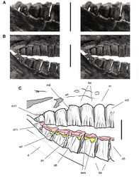 Figure 55. Posterior dentition of Heterodontosaurus tucki from the Lower Jurassic Upper Elliot and Clarens formations of South Africa. Posterior half of worn maxillary and dentary tooth row in an adult skull in right lateral view (SAM-PK-K1332). Stereopair (A) of right posterior dentary tooth row tipped labially (laterally) exposing the wear facets in dorsolateral view. Stereopair (B) and line drawing (C) of the posterior half of the tooth rows in natural articulation in lateral view. Hatching indicates broken bone; grey tone indicates matrix; pink tone indicates wear facets; yellow tone indicates accessory wear surfaces. Scale bars equal 1 cm in A and B, 5 mm in C. Abbreviations: aws accessory wear surface be buccal emargination d dentary d5, 8, 11 dentary tooth 5, 8, 11 m maxilla m5, 8, 11 maxillary tooth 5, 8, 11 pc pulp cavity wf wear facet.