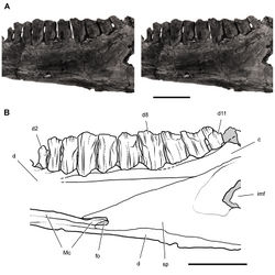 Figure 56. Postcaniniform dentary tooth row of Heterodontosaurus tucki from the Lower Jurassic Upper Elliot and Clarens formations of South Africa. Worn right dentary tooth row in an adult skull (SAM-PK-K1332). Stereopair (A) and line drawing (B) in medial view. Dashed lines indicate estimated edges; tone indicates matrix. Scale bars equal 1 cm in A and B. Abbreviations: c coronoid d dentary d2, 8, 11 dentary tooth 2, 8, 11 fo foramen imf internal mandibular fenestra; Mc Meckel’s canal sp splenial.