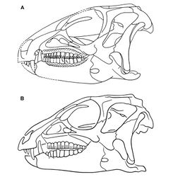 Figure 57. Skull of Heterodontosaurus tucki from the Lower Jurassic Upper Elliot and Clarens formations of South Africa. Previous skull reconstructions in left lateral view A From Charig and Crompton (1974)[30] B Reversed from Weishampel (1984)[7].