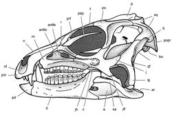 Figure 58. Skull of Heterodontosaurus tucki from the Lower Jurassic Upper Elliot and Clarens formations of South Africa. Skull reconstruction in left lateral view from Norman et al. (2011)[21]. Abbreviations: a angular antfe antorbital fenestra antfo antorbital fossa ar articular bo basioccipital c coronoid d dentary f frontal j jugal jfl jugal flange jh jugal horn l lacrimal m maxilla n nasal nf narial fossa p parietal pap  palpebral pd predentary pm premaxilla po postorbital popr paroccipital process prf prefrontal q quadrate qf  quadrate foramen qj quadratojugal sa surangular sq squamosal.