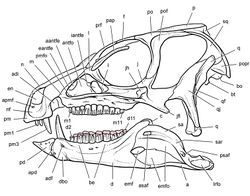 Figure 59. Skull of Heterodontosaurus tucki from the Lower Jurassic Upper Elliot and Clarens formations of South Africa. New skull reconstruction in lateral view showing the dentition with intermediate wear (scleral ring not shown). Pink tone indicates wear facets. Abbreviations: a angular aantfe accessory antorbital fenestra adf anterior dentary foramen adi arched diastema antfo antorbital fossa apd articular surface for the predentary apmf anterior premaxillary foramen asaf anterior surangular foramen be buccal emargination bo basioccipital bt basal tubera c coronoid d dentary d2, d11 dentary tooth 2, 11 dbo dentary boss eantfe external antorbital fenestra emf external mandibular fenestra emfo external mandibular fossa en external naris f frontal iantfe internal antorbital fenestra j jugal jfl jugal flange jh jugal horn l lacrimal lrfo lateral retroarticular fossa m maxilla m1, 11 maxillary tooth 1, 11 n nasal nf narial fossa p parietal pap palpebral pd predentary pm premaxilla pm1, 3 premaxillary tooth 1, 3 pmfo promaxillary fossa po postorbital pof postorbital fossa popr paroccipital process prf prefrontal psaf posterior surangular foramen q quadrate qf quadrate foramen qj quadratojugal sa surangular sar surangular ridge sq squamosal.