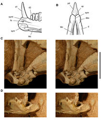 Figure 61. Jaw joints of Heterodontosaurus tucki from the Lower Jurassic Upper Elliot and Clarens formations of South Africa. Dentary symphysis and quadrate-articular jaw joint A Reconstruction of the anterior portion of the right dentary in medial view (based on SAM-PK-K1332) B Reconstruction of the anterior end of the lower jaws in ventral view (based on SAM-PK-K1332) C Stereopair of the right lower jaw joint in lateral view (the lateral edge of the quadrate condyle and articular are broken away exposing the tight jaw articulation) in a subadult skull (AMNH 24000) D Stereopair of the left lower jaw joint in lateral view (the lateral edge of the quadrate condyle is broken away exposing the inclined trough of the jaw articulation) in a subadult skull (AMNH 24000). Scale bar equals 1 cm in C and D. Abbreviations: d  dentary d1, 2 dentary tooth 1, 2 dbo dentary boss fo foramen Mc Meckel’s canal pd predentary sym symphysis symt symphyseal trough vp ventral process.