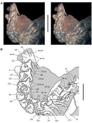 Figure 62. Presacral vertebrae of Heterodontosaurus tucki from the Lower Jurassic Upper Elliot and Clarens formations of South Africa. Cervical and anterior dorsal vertebrae and ribs of an adult skeleton (SAM-PK-K1332). Stereopair (A) and line drawing (B) in left lateral view. Hatching indicates broken bone; dashed lines indicate estimated edges; tone indicates matrix. Scale bars equal 5 cm in A and 3 cm in B. Abbreviations: ax axial axi axial intercentrum C2-6, 8, 9 cervical vertebra 2–6, 8, 9 D1, 3, 4 dorsal vertebra 1, 3, 4 di diapophysis epi epipophysis h humerus ns neural spine od odontoid ot ossified tendons pa parapophysis prz prezygapohpysis r rib sc scapula.