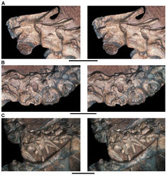 Figure 63. Presacral vertebrae of Heterodontosaurus tucki from the Lower Jurassic Upper Elliot and Clarens formations of South Africa. Cervical and anterior dorsal vertebrae and ribs of an adult skeleton (SAM-PK-K1332). Stereopairs of C1-3 (A), C4-6 (B), and C7-D4 (C) in left lateral view. Scale bars equal 2 cm in A and B, 3 cm in C.