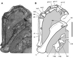 Figure 64. Pectoral girdle and forelimb of Heterodontosaurus tucki from the Lower Jurassic Upper Elliot and Clarens formations of South Africa. Pectoral girdle and forelimb of an adult skeleton (SAM-PK-K1332). Photograph (A) and line drawing (B) of the sternal plates and left forelimb in dorsal and medial view, respectively. Hatching indicates broken bone; dashed lines indicate estimated edges; tone indicates matrix. Scale bar equals 3 cm. Abbreviations: I, II digit I, II ar articular surface for a sternal rib C9 cervical 9 dc2 distal carpal 2 dpc deltopectoral crest fen fenestra h humerus hd head l left mc1, 2 metacarpal 1, 2 ph phalanx r rib or right ra radius rae radiale stp sternal plate ul ulna ule ulnare un ungual.