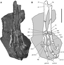 Figure 65. Forelimb of Heterodontosaurus tucki from the Lower Jurassic Upper Elliot and Clarens formations of South Africa. Antebrachium, carpus and manus of an adult skeleton (SAM-PK-K1332). Photograph (A) and line drawing (B) of the right radius, ulna, carpus and manus in dorsal view. Hatching indicates broken bone; dashed lines indicate estimated edges; tone indicates matrix. Scale bar equals 3 cm. Abbreviations: I-IV digits I-IV ce centrale dc1, 4 distal carpal 1, 4 ded dorsal extensor depression dip dorsal intercondylar process he heel mc1, 4 metacarpal 1, 4 ol olecranon ph, phalanx pi pisiform ra radius rae radiale ul ulna ule ulnare un ungual.