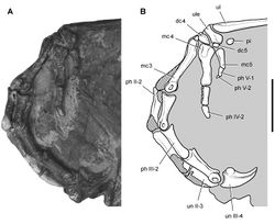 Figure 66. Carpus and manus of Heterodontosaurus tucki from the Lower Jurassic Upper Elliot and Clarens formations of South Africa. Carpus and manus of an adult skeleton (SAM-PK-K1332). Photograph (A) and line drawing (B) of the left carpus and manus in lateral view. Hatching indicates broken bone; tone indicates matrix. Scale bar equals 2 cm. Abbreviations: II-V digits II-V dc4, 5 distal carpal 4, 5 mc3-5 metacarpals 3–5 ph phalanx pi pisiform ul ulna ule ulnare un ungual.