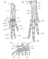 Figure 67. Limbs of Heterodontosaurus tucki from the Lower Jurassic Upper Elliot and Clarens formations of South Africa. Reconstructions based on an adult skeleton (SAM-PK-K1332). Right forearm, carpus and manus (A), right distal tarsals and pes (B), and right carpus (C) in dorsal view. Abbreviations: I-V digits I-V ce centrale dc1-5 distal carpals 1–5 dt3, 4 distal tarsal 3, 4 fo foramen mc1, 4, 5 metacarpal 1, 4, 5 mt1-4 metatarsals 1–4 ol olecranon ph phalanx pi pisiform ra radius rae radiale ul ulna ule ulnare un ungual.