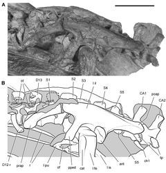 Figure 68. Hip and posterior trunk of Heterodontosaurus tucki from the Lower Jurassic Upper Elliot and Clarens formations of South Africa. Hip and posterior trunk in an adult skeleton (SAM-PK-K1332). Photograph (A) and line drawing (B) of the left ilium and pubis and sacral vertebrae in left lateral view. Hatching indicates broken bone; dashed lines indicate estimated edges; tone indicates matrix. Scale bar equals 3 cm. Abbreviations: ant antitrochanter CA caudal vertebra cat coossified anterior trochanter ch chevron D dorsal vertebra fe femur il ilium is ischium l left of obturator foramen ot ossified tendon poap postacetabular process pped pubic peduncle prap preacetabular process pu pubis r rib S sacral vertebra tp transverse process.