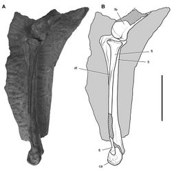 Figure 69. Hindlimb of Heterodontosaurus tucki from from the Lower Jurassic Upper Elliot and Clarens formations of South Africa. Tibiotarsus in an adult skeleton (SAM-PK-K1332). Photograph (A) and line drawing (B) of the left distal femur and tibiotarsus in lateral view. Hatching indicates broken bone; dashed lines indicate estimated edges; tone indicates matrix. Scale bar equals 5 cm. Abbreviations: at anterior trochanter ca calcaneum fe femur fi fibula ti tibia.